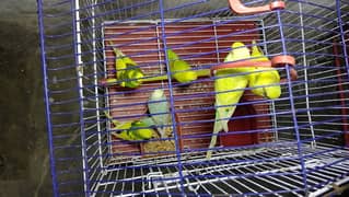 15 budgies with cage