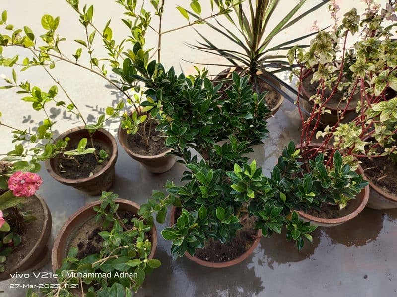 Plants with Pots 7