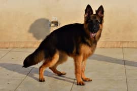 German shepherd female available for sale 8 months old