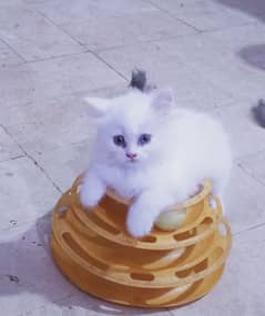 pure Persian male female kitten