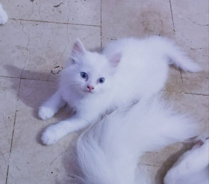 pure Persian male female kitten 3