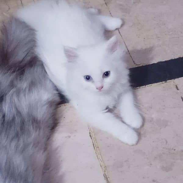pure Persian male female kitten 4