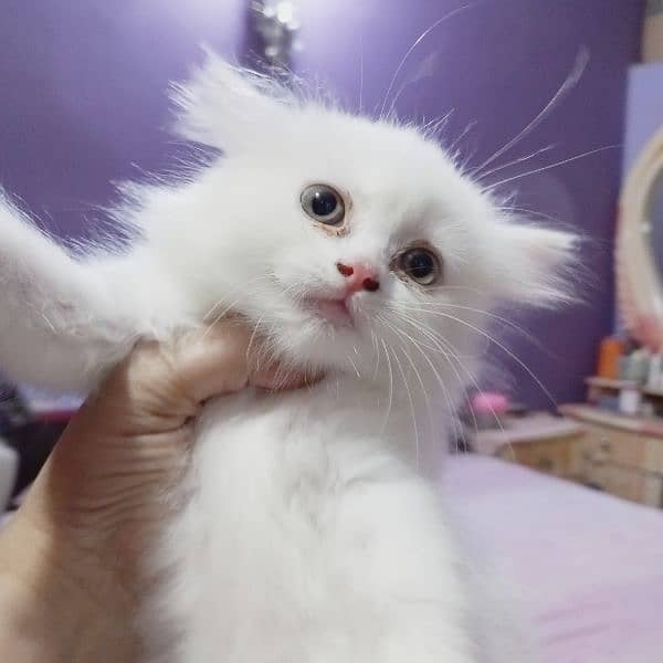 pure Persian male female kitten 5