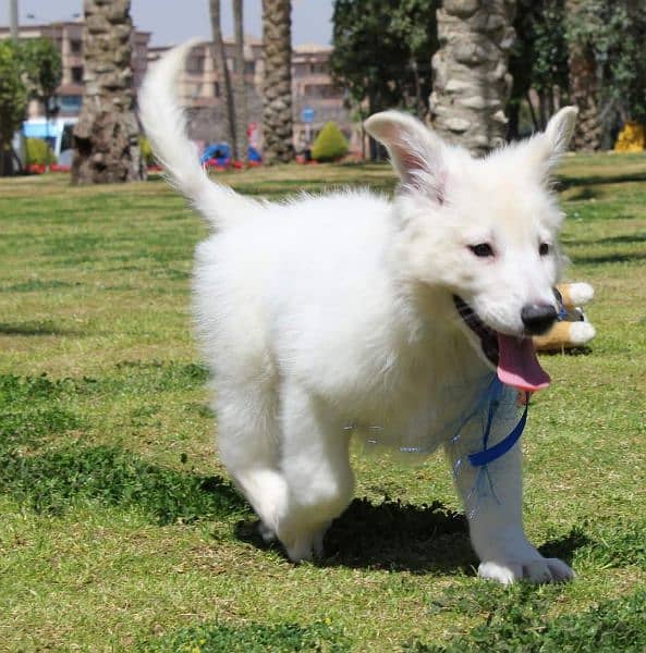 White shepherd puppies available in Pakistan for sale 1