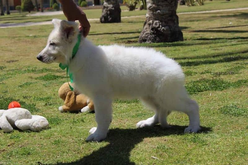 White shepherd puppies available in Pakistan for sale 2