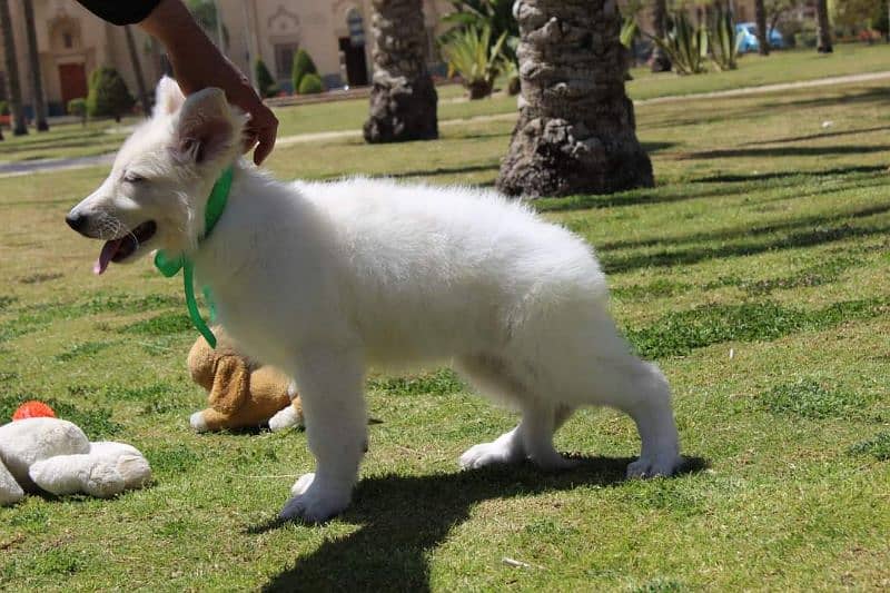 White shepherd puppies available in Pakistan for sale 4