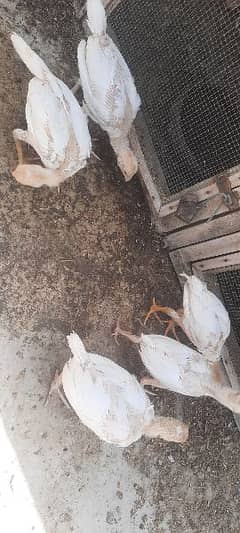 aseel chicks full healthy and active 0