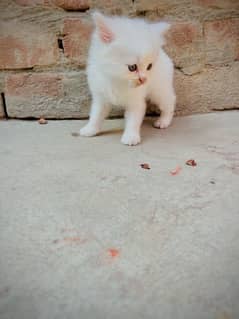 persian kitten male
