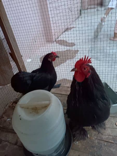 BANTAM PAIR FOR SALE 0