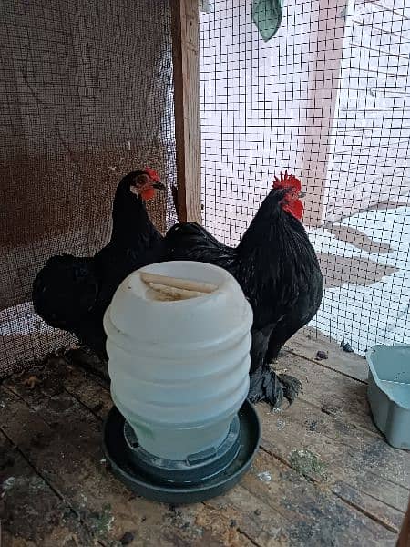 BANTAM PAIR FOR SALE 1