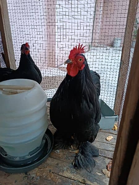 BANTAM PAIR FOR SALE 2