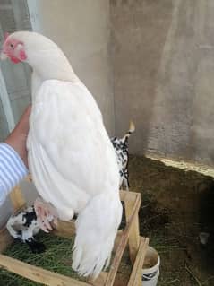 Aseel hens for sale or exchange with shamo