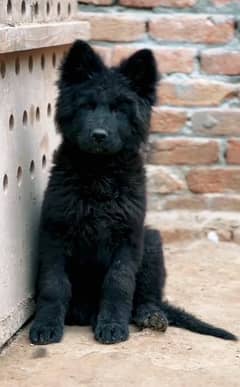 Black German shepherd puppy available for sale