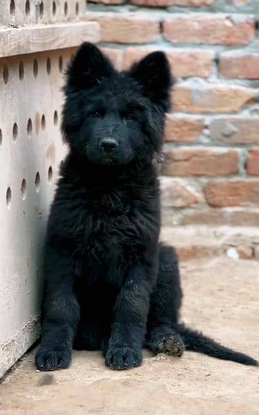 Black German shepherd puppy available for sale 1