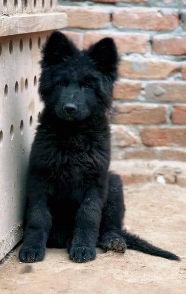 Black German shepherd puppy available for sale 2