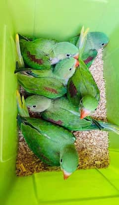 Green parrot chicks