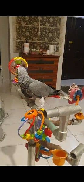 grey parrot 1