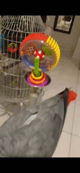 grey parrot 3