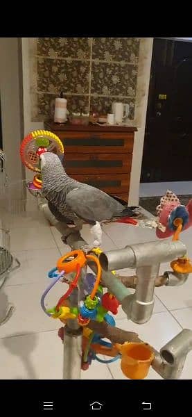 grey parrot 4