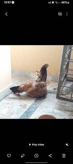 Aseel Hen with chick
