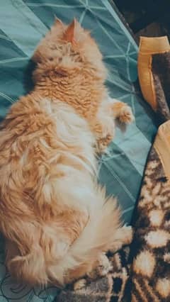 TRIPHLE coated male Persian cat