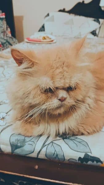 TRIPHLE coated male Persian cat 3