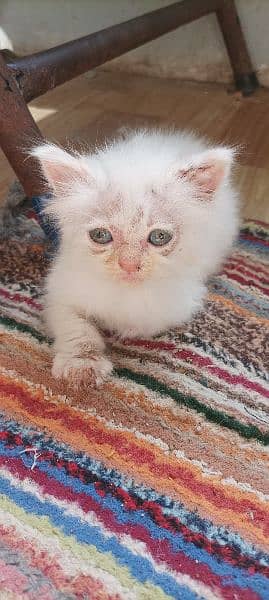 Male Persian and Ragdoll Triple Coated Cats 5