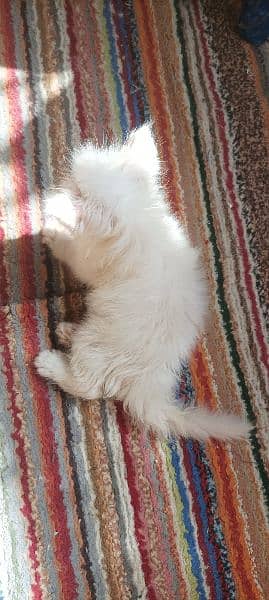 Male Persian and Ragdoll Triple Coated Cats 6
