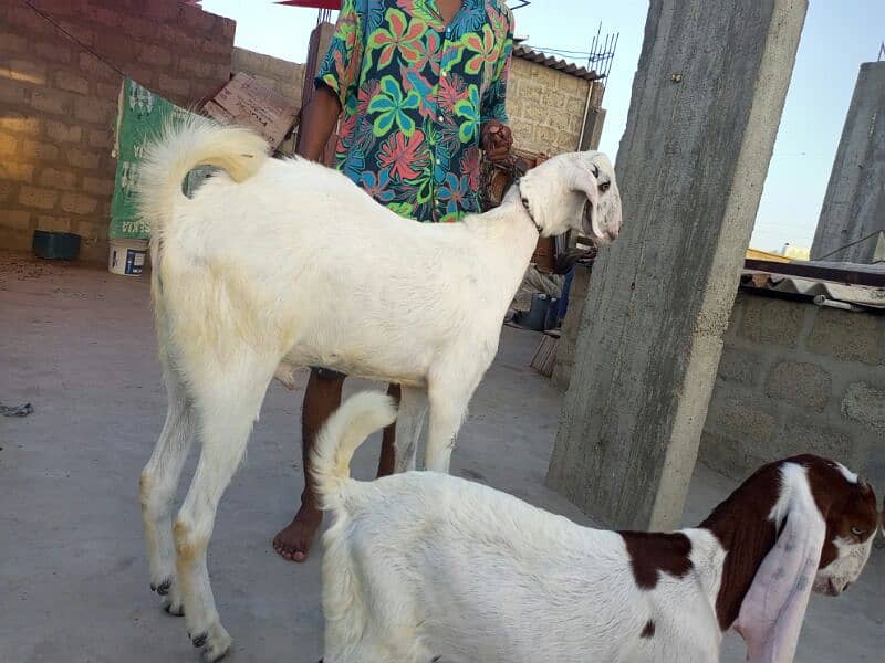 Bakra for sell 4