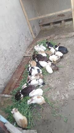 halthey and active rabbits clony . 20000 ky 30 pices