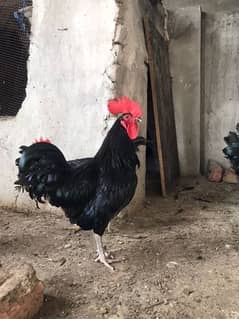 F1 AUSTRALORP ROOSTER