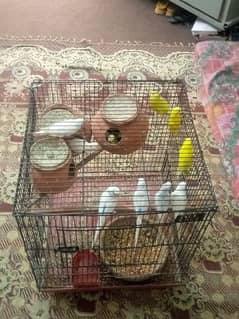 I'm selling my lovely bird's with baby birds