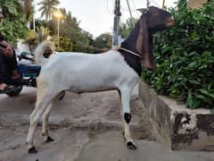 2 khassi goats for sale