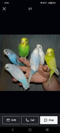 parrots