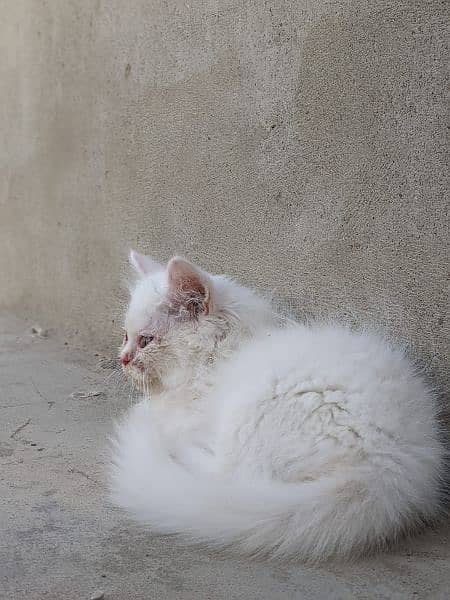 Persian male,female kittens 1