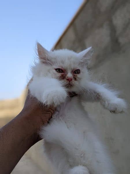 Persian male,female kittens 3