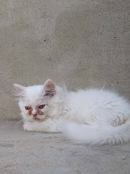 Persian male,female kittens 10