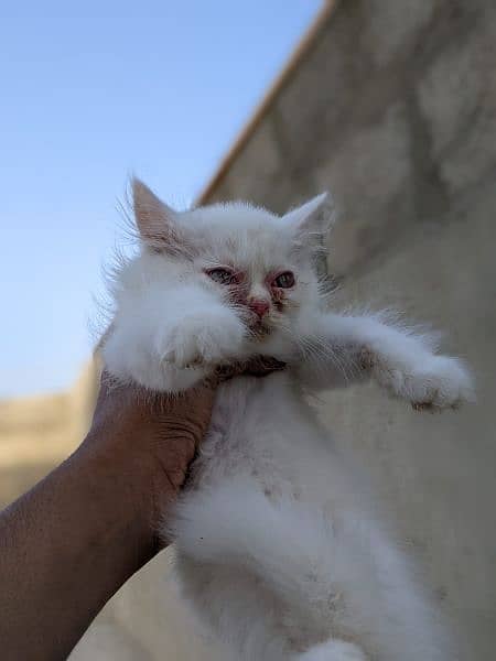 Persian male,female kittens 11