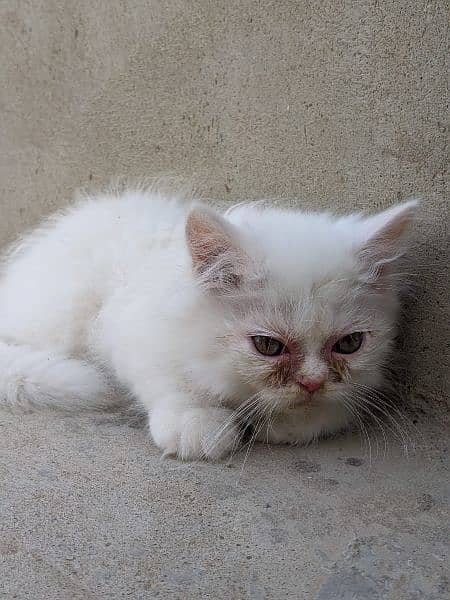 Persian male,female kittens 12