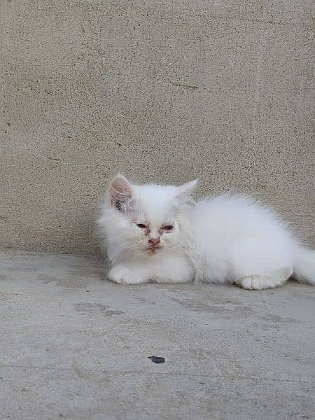 Persian male,female kittens 13