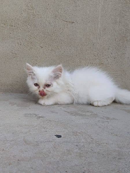 Persian male,female kittens 14