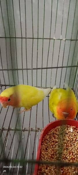 2 cockatiel Pair & 1 lovebirds. 3