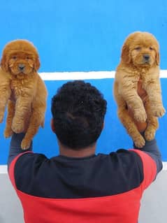 Golden retriever puppies are available for sale
