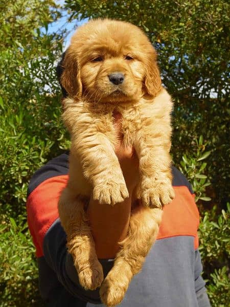 Golden retriever puppies are available for sale 1