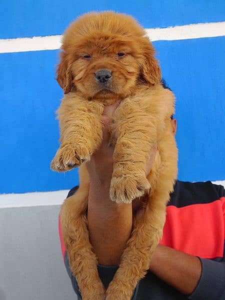 Golden retriever puppies are available for sale 2