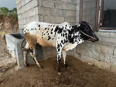 qurbani fatehi jhangi cow for sale
