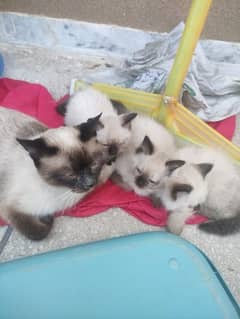Siamese Kittens and Adults