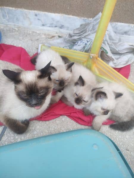 Siamese Kittens and Adults 1