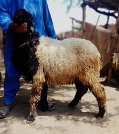 Beautiful Male Sheep For Qurbani 2024
Age 15 Months 0