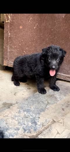 Black German shepherd puppies available